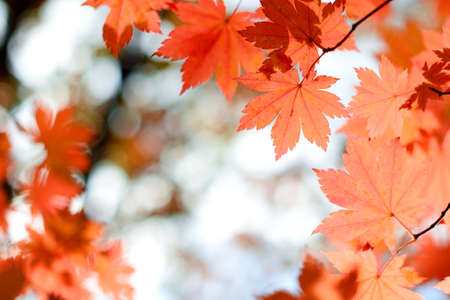 Red maple leaves border at autumn forest, blurred background. Season changing. A tree branch of maple, fall.の写真素材