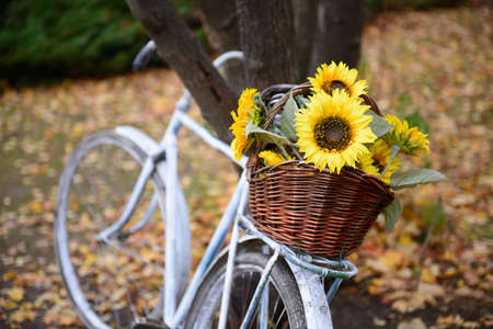 Bouquet of sunflowers in straw basket on retro styled bicycle at autumn forest.の写真素材