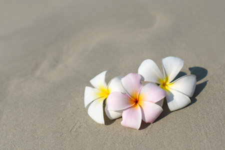 White and pink plumeria frangipani flowers on sandy beach in front of sea coast. Tropical exotic...
