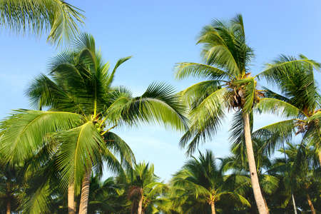 Coconut palm trees with blue sky, tropical palms at sunny summer day.の写真素材