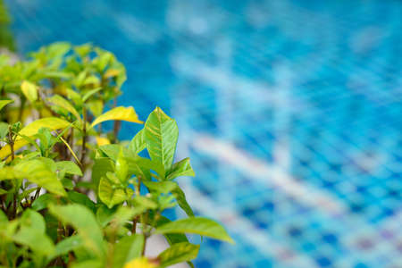 Swimming pool with green plants around it.の写真素材