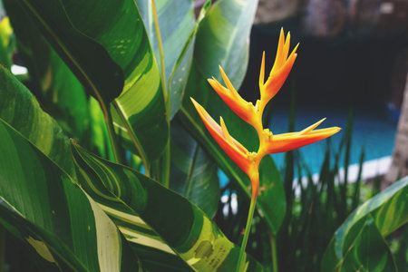 Yellow heliconia flower in the garden. Tropical summer forest view.