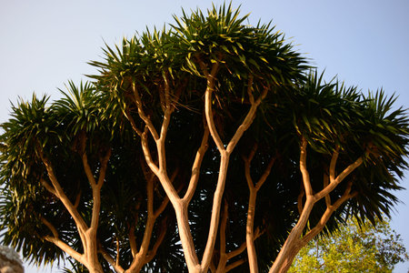 Beautiful tree with green leaves in sunset light somewhere in Thailand.