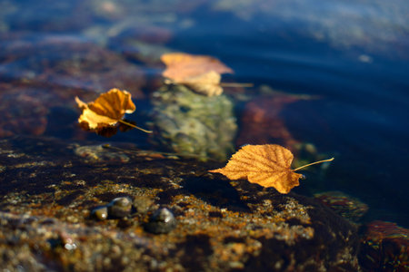 Yellow autumn leaves and stones in sea water coastline. Autumn still life landscape.