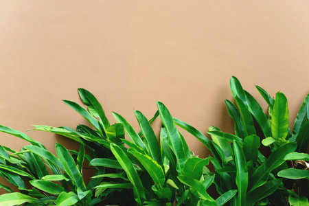 Tropical green leaves over beige brown painted concrete wall. Free copy space.の写真素材