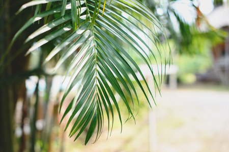 Tropical palm leaves, blurred background. Sunlight on palm leaves at summer.の写真素材
