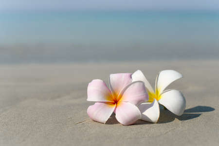 White and pink plumeria frangipani flowers on sandy beach in front of sea coast. Tropical exotic view. Travel vacation concept. Free copy space.の写真素材