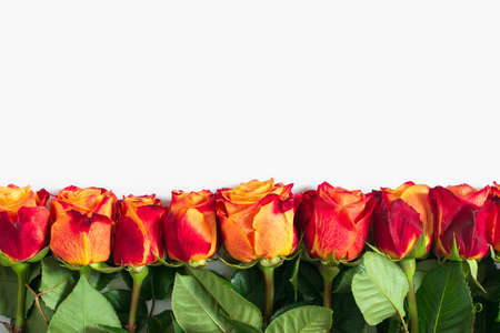 Red and yellow roses isolated on white background. Flat lay, top view, free copy space.の写真素材