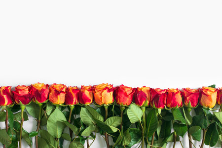 Red and yellow roses isolated on white background. Flat lay, top view, free copy space.の写真素材