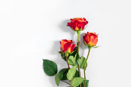 Three red roses isolated on white background. Flat lay, top view, free copy space.