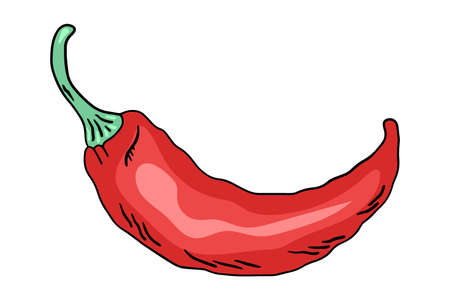 Chili pepper, a doodle-style vector design element isolated on a white background, hand-drawnのイラスト素材