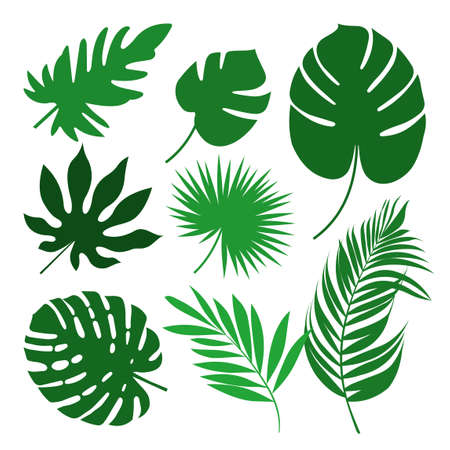Set of tropical leaf silhouettes in vectorのイラスト素材