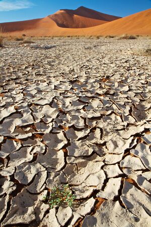 New growth in the cracked earth of the desert sand of Namibia, Africa. Sossusvleiの写真素材