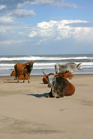 AFRICAN NGUNI COWS ON BEACHの写真素材