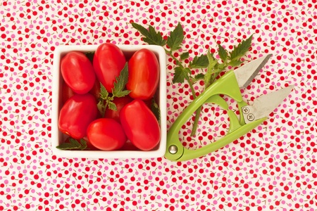 Freshly harvested cherry tomatoes on summer backgroundの写真素材
