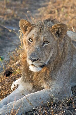 Lion close-up bathed in morning sunlightの写真素材