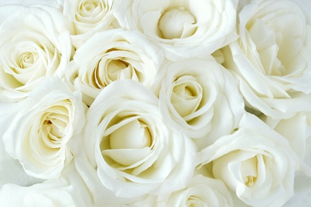 Soft full blown white roses as a backgroundの写真素材