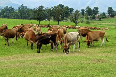 Cows grazing in beautiful green pastures の写真素材