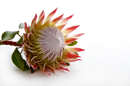 Protea flower isolated on white background with space for textの写真素材