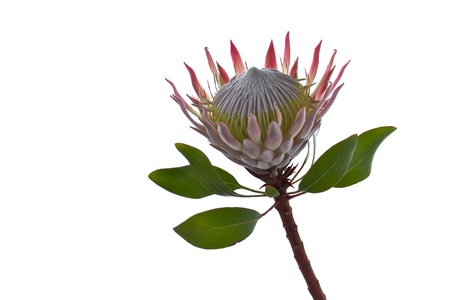 King Protea isolated on white background with space for textの写真素材
