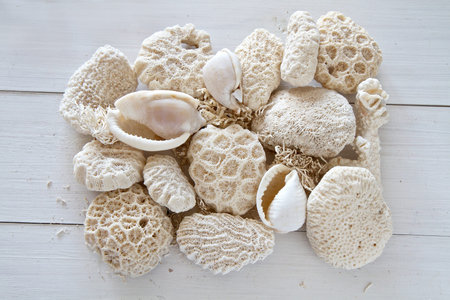 Collection of shells and coral on whitewashed wood