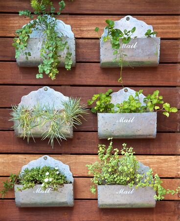 Vertical gardening concept. Plants in a mail boxの写真素材