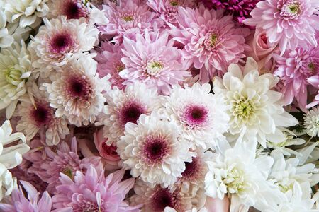 Background of white and pink daisiesの写真素材