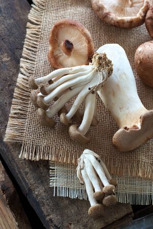 Wild mushrooms の写真素材