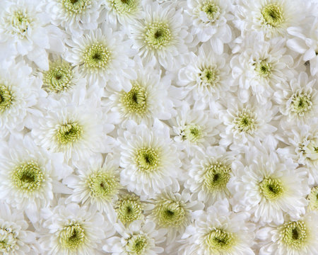 White Daisies as a background