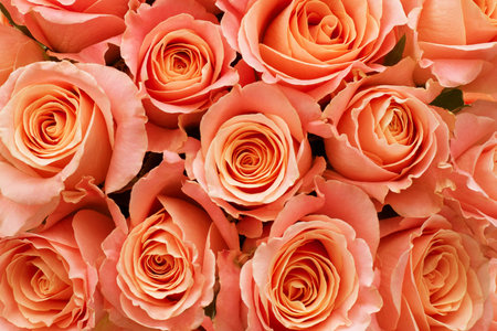 Orange Roses as a backgroundの写真素材