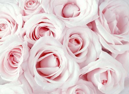 Pink roses as a backgroundの写真素材