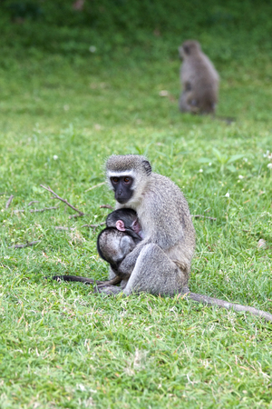 Vervet Monkey with young babyの写真素材