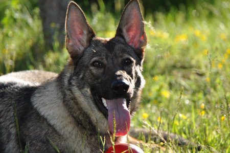 German Shepardの写真素材