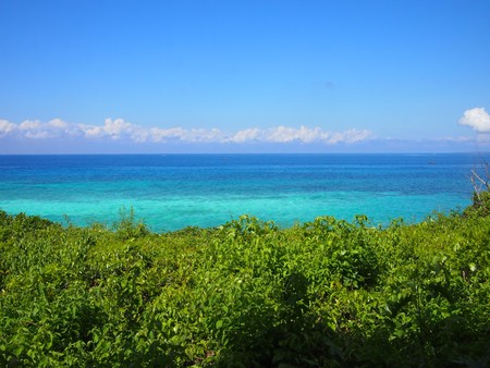 Jungle Meets Oceanの写真素材