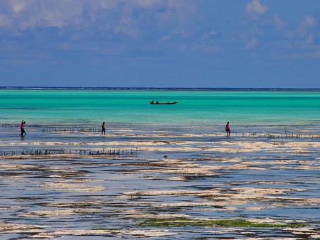 Jambiani Beach, Zanzibar, Tanzania - December 1, 2015: Zanzibar locals spear fishing at low tideのeditorial素材