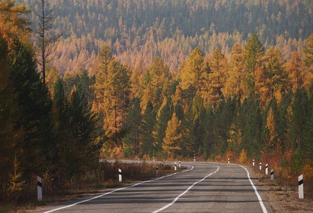 Colourful autumn trees on a road trip through Siberiaの写真素材
