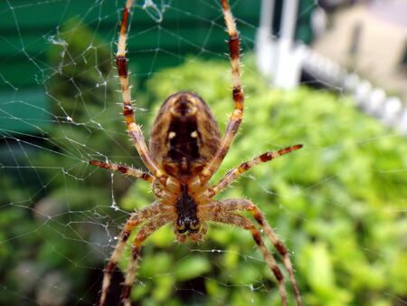 Spider in webの写真素材