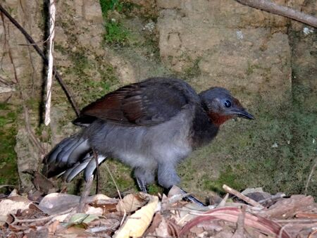 Lyrebird in the wild at blue mountains near Sydneyの写真素材