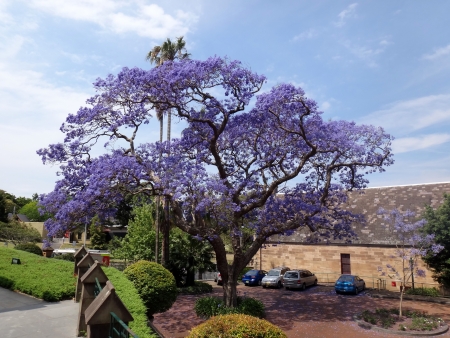 Beautiful large Jacaranda tree in Australiaの写真素材