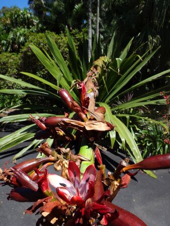huge plant with buds and red flower, Sydneyの写真素材