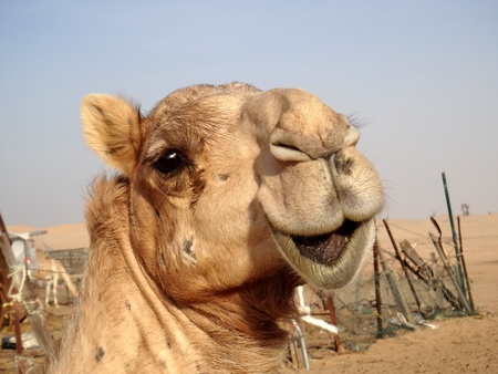Camel in Abu Dhabi areaの写真素材