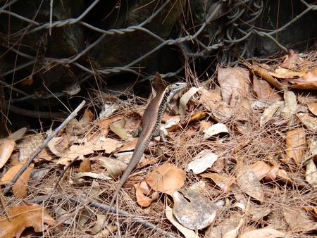 Camouflaged lizard in Sydney, bronze on the back with black sides mottled by white spotsの写真素材