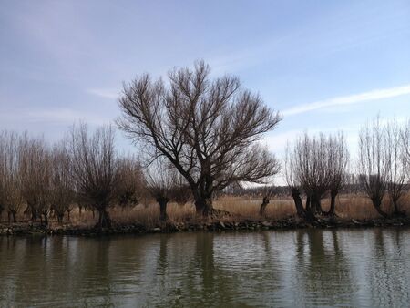 Nature view on water with trees and birdsの写真素材