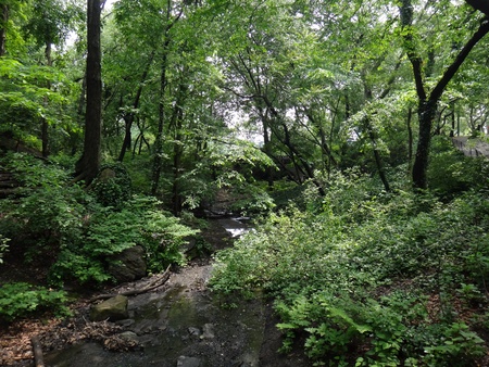 Green park view in New Yorkの写真素材