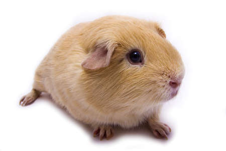 Beautiful creme pure-bred guinea pig の写真素材