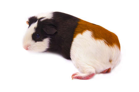 cute relaxed guinea pigの写真素材