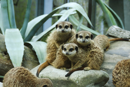 Meerkats familyの写真素材