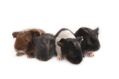 Guinea pigsの写真素材