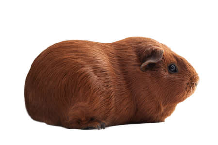 Purebread soft red guinea pig in studioの写真素材