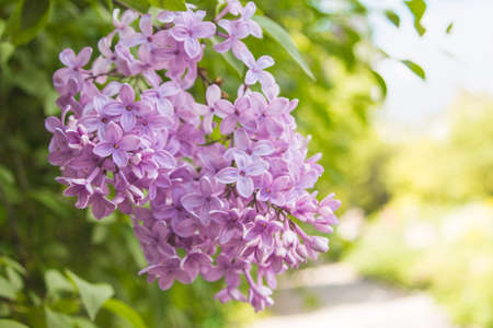 Lilac flowersの写真素材